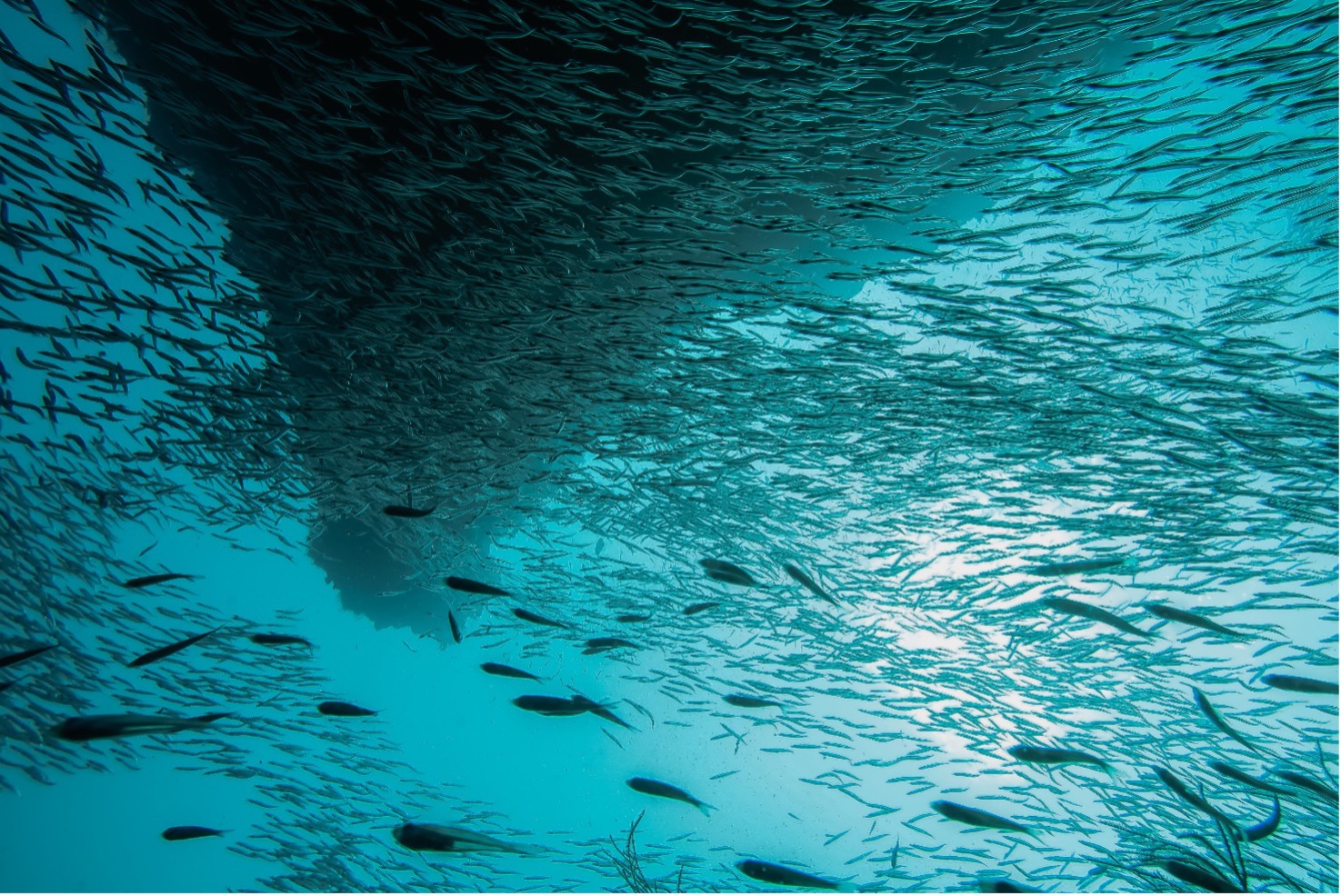 Blue-economy