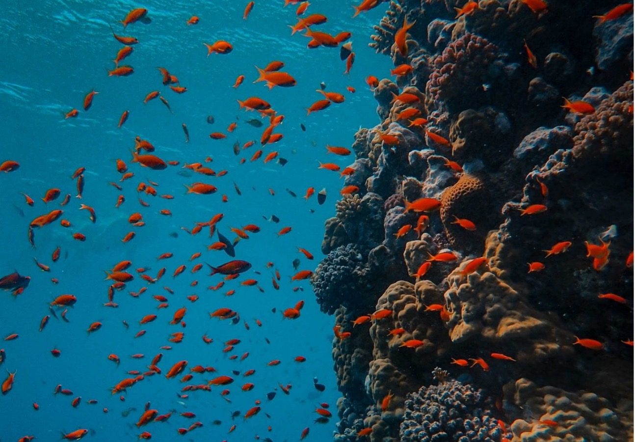 OCEAN