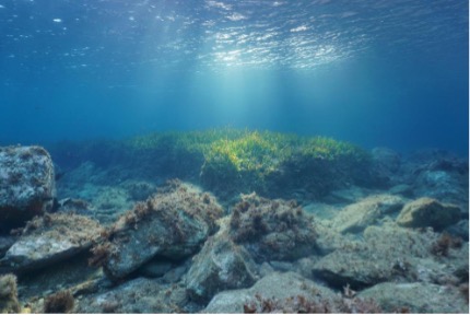 OCEAN MEDQSR